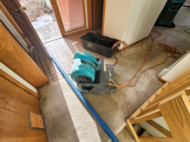 Best Mold removal after water damage  in Chevy Chase View, MD